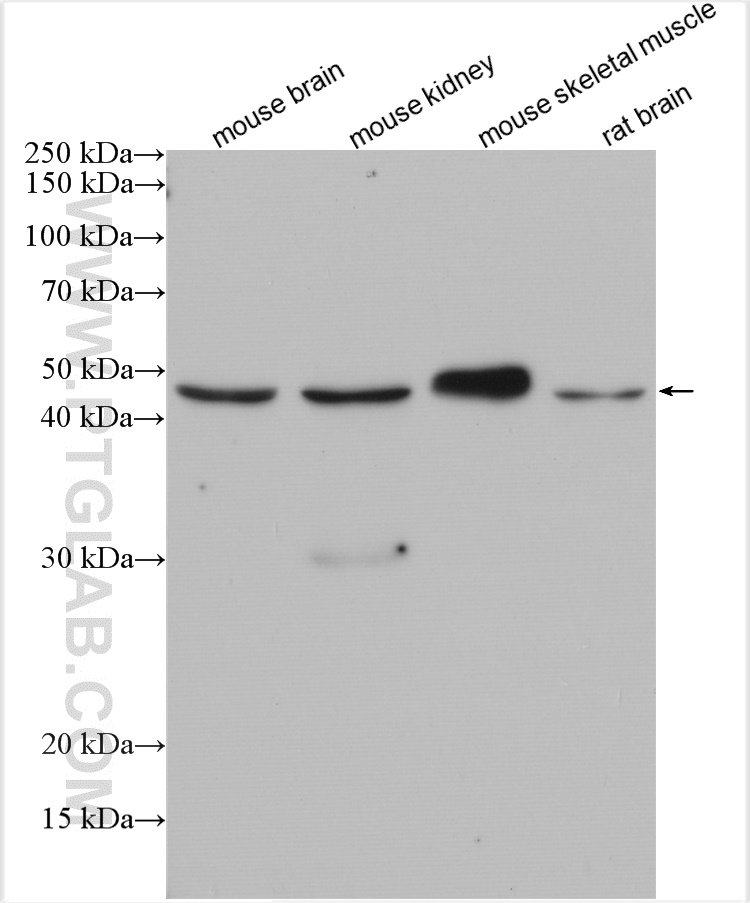 WB analysis using 12757-1-AP