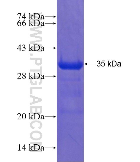 TRIM40 fusion protein Ag21660 SDS-PAGE