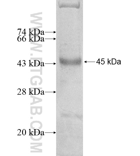 TRIM41 fusion protein Ag13231 SDS-PAGE TRIM41 fusion protein Ag13231 SDS-PAGE
