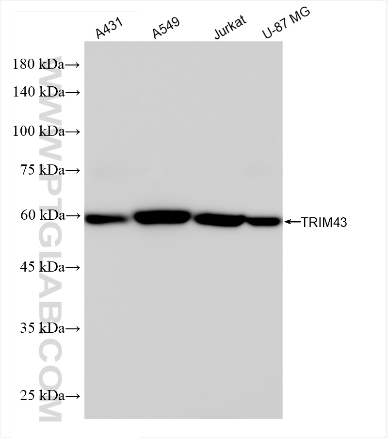 WB analysis using 84354-1-RR