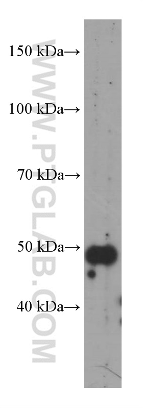 WB analysis of MCF-7 using 66249-1-Ig