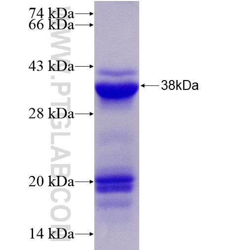 TRIM45 fusion protein Ag28300 SDS-PAGE