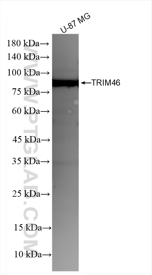 WB analysis of U-87 MG using 83614-2-RR (same clone as 83614-2-PBS)