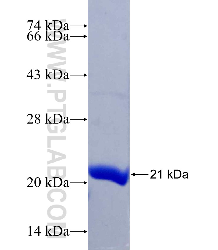 TRIM5 fusion protein Ag30059 SDS-PAGE