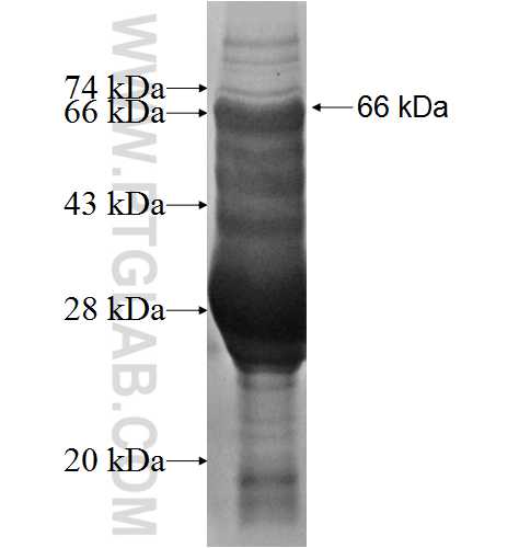 TRIM5 fusion protein Ag1973 SDS-PAGE
