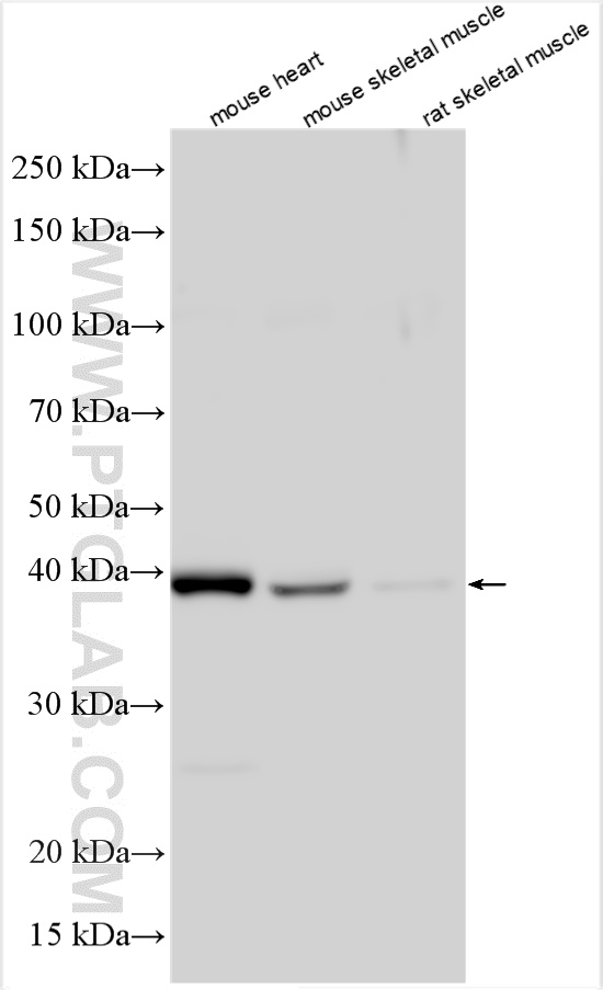 WB analysis of mouse heart using 21074-1-AP