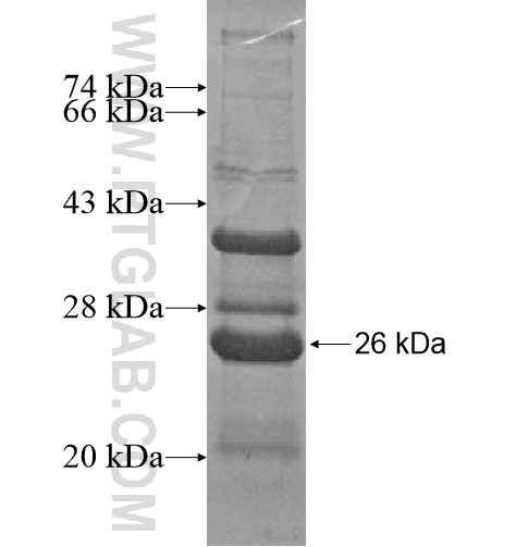 TRIM54 fusion protein Ag15312 SDS-PAGE TRIM54 fusion protein Ag15312 SDS-PAGE