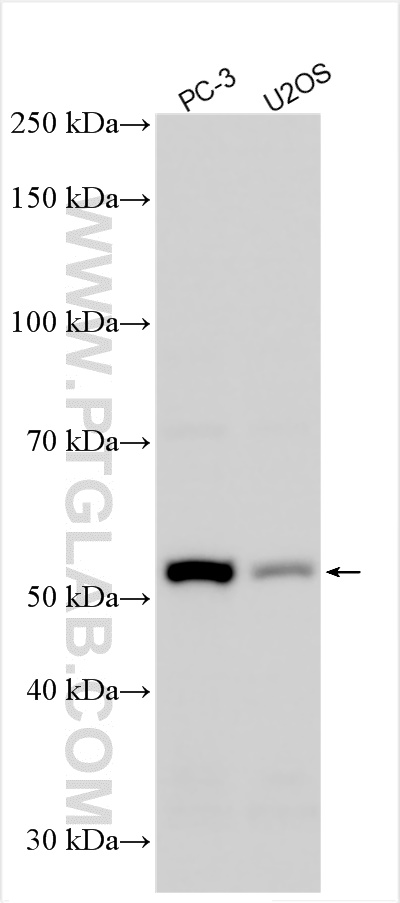 WB analysis using 28725-1-AP