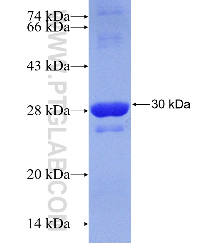 TRIM58 fusion protein Ag30014 SDS-PAGE