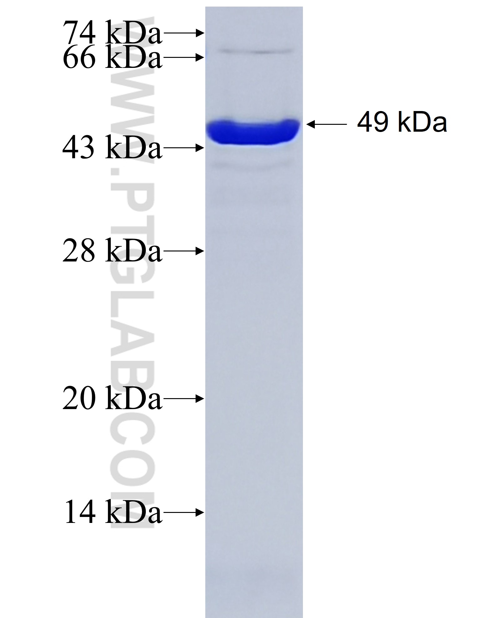 TRIM59 fusion protein Ag29560 SDS-PAGE