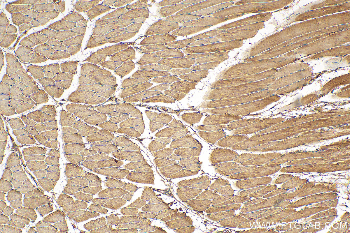 IHC staining of mouse skeletal muscle using 55456-1-AP