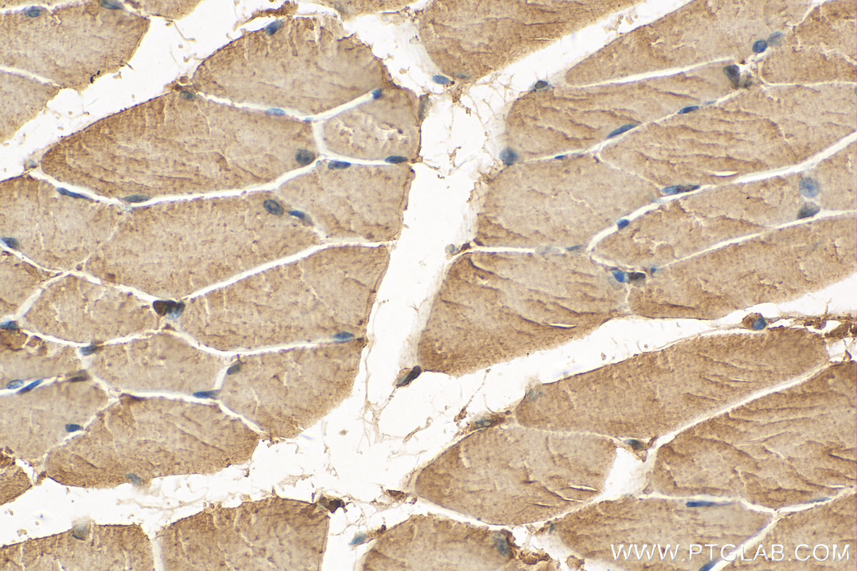 IHC staining of mouse skeletal muscle using 55456-1-AP