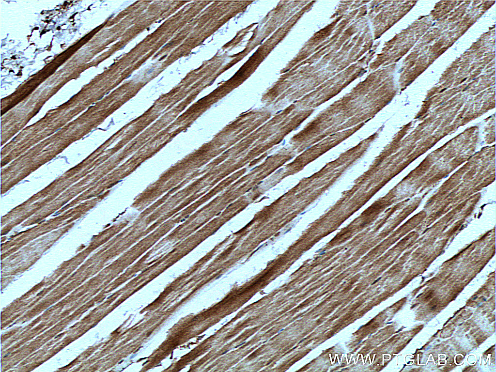 IHC staining of mouse skeletal muscle using 26285-1-AP