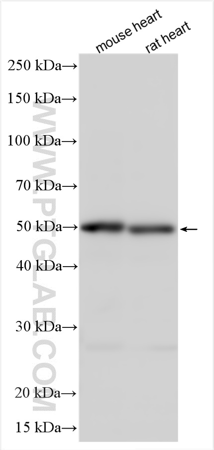 WB analysis using 26285-1-AP