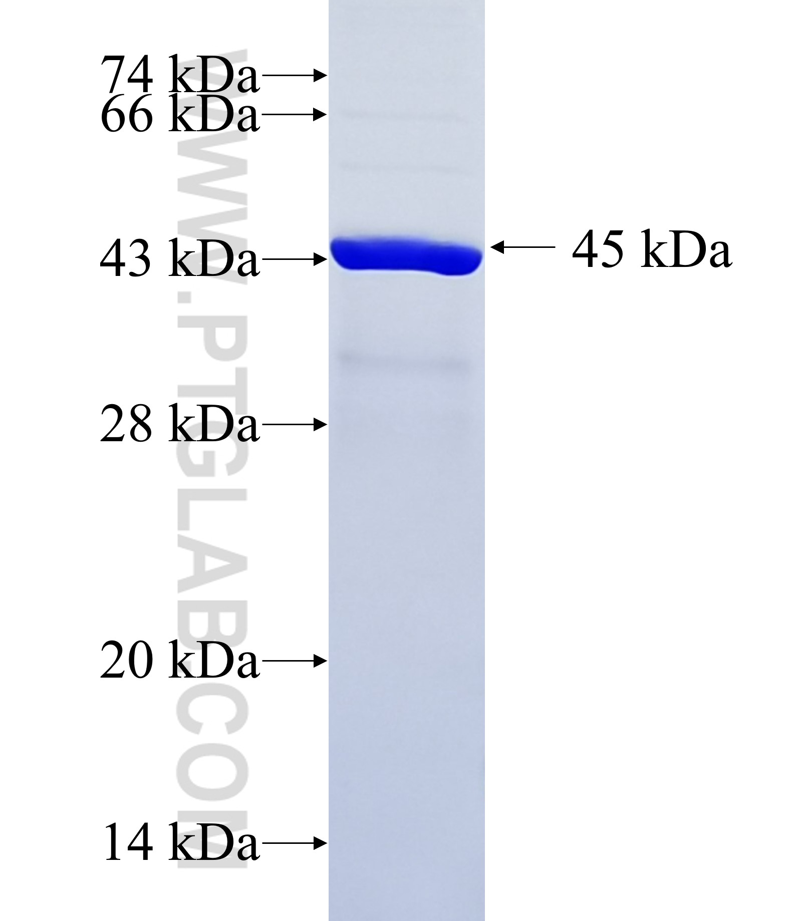 TRIM71 fusion protein Ag33899 SDS-PAGE TRIM71 fusion protein Ag33899 SDS-PAGE