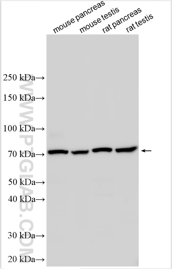 WB analysis using 33260-1-AP