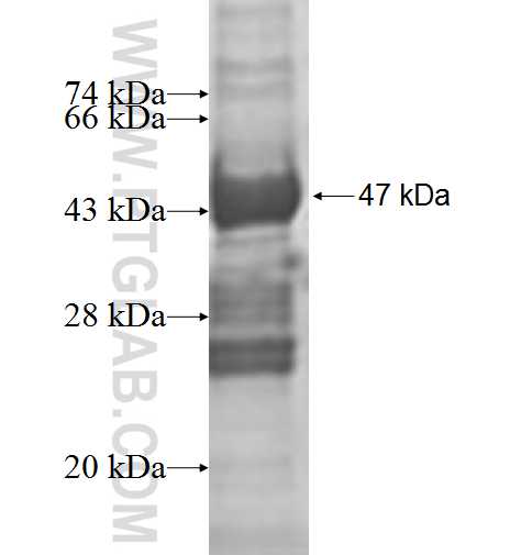 TRIML1 fusion protein Ag9363 SDS-PAGE