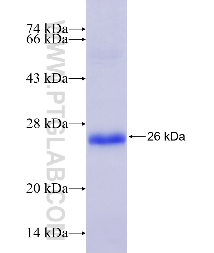 TRIML1 fusion protein Ag9507 SDS-PAGE TRIML1 fusion protein Ag9507 SDS-PAGE