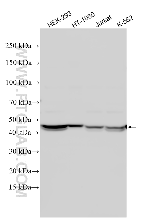 Various lysates were subjected to SDS PAGE followed by western blot with 19602-1-AP (TRIP13 antibody) at dilution of 1:3000 incubated at room temperature for 1.5 hours. WB analysis using 19602-1-AP