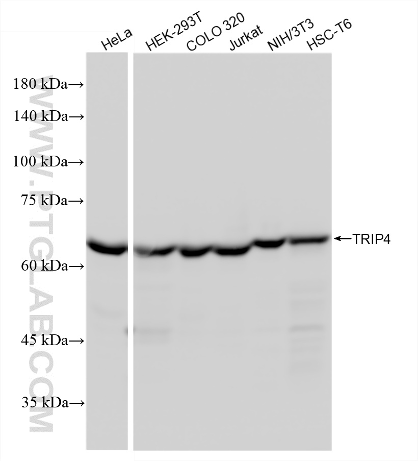WB analysis using 88025-1-RR