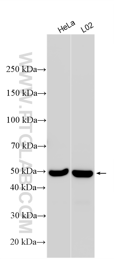 WB analysis using 21163-1-AP