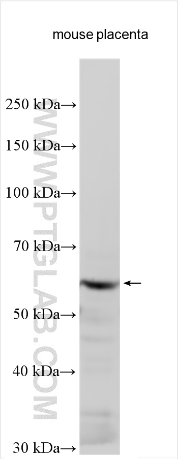 WB analysis using 17141-1-AP
