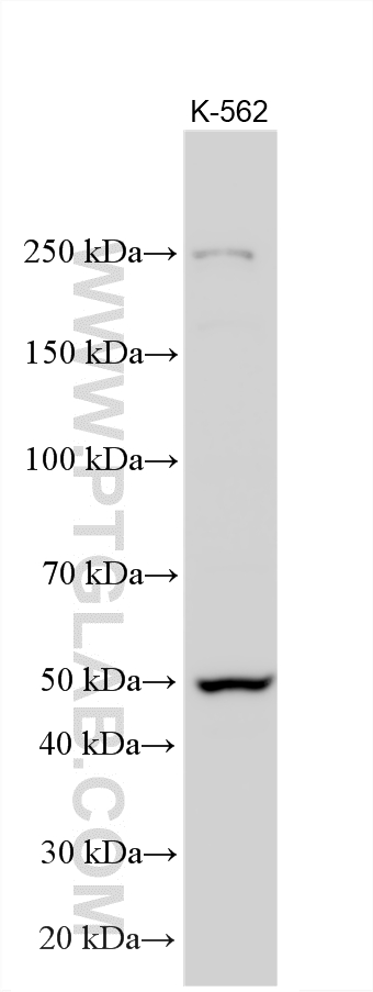 WB analysis using 17141-1-AP