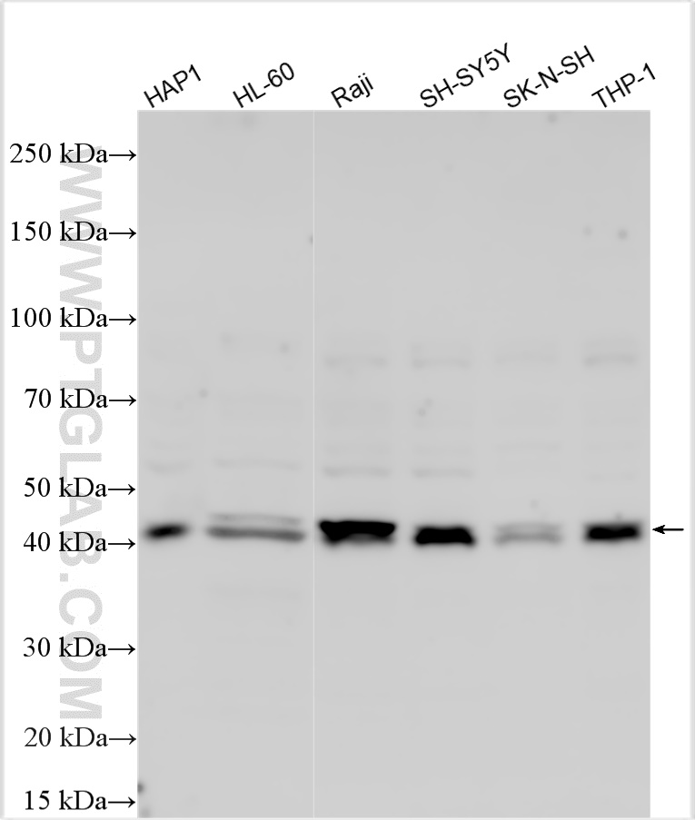 Various lysates were subjected to SDS PAGE followed by western blot with 33056-1-AP (RG9MTD3 antibody) at dilution of 1:800 incubated at room temperature for 1.5 hours. WB analysis using 33056-1-AP