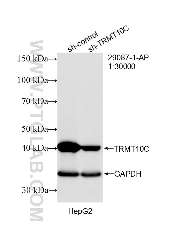 WB result of TRMT10C antibody (29087-1-AP; 1:30000; incubated at room temperature for 1.5 hours) with sh-Control and sh-TRMT10C transfected HepG2 cells. WB analysis of HepG2 using 29087-1-AP