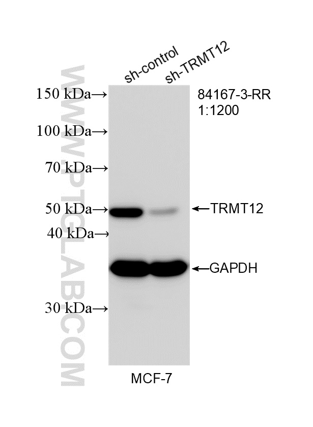 WB result of TRMT12 antibody (84167-3-RR; 1:1200; incubated at room temperature for 1.5 hours) with sh-Control and sh-TRMT12 transfected MCF-7 cells. WB analysis of MCF-7 using 84167-3-RR