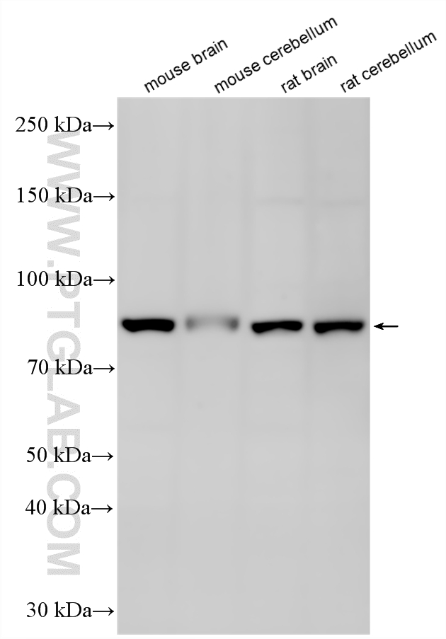 WB analysis using 33811-1-AP