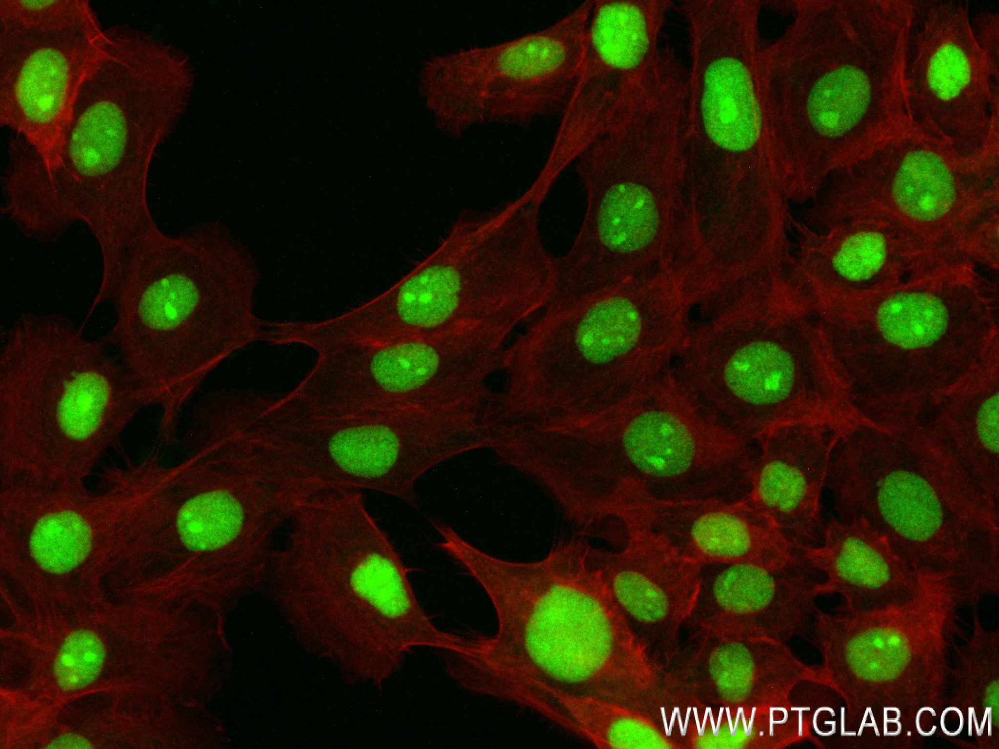 IF Staining of A431 using 83843-5-RR