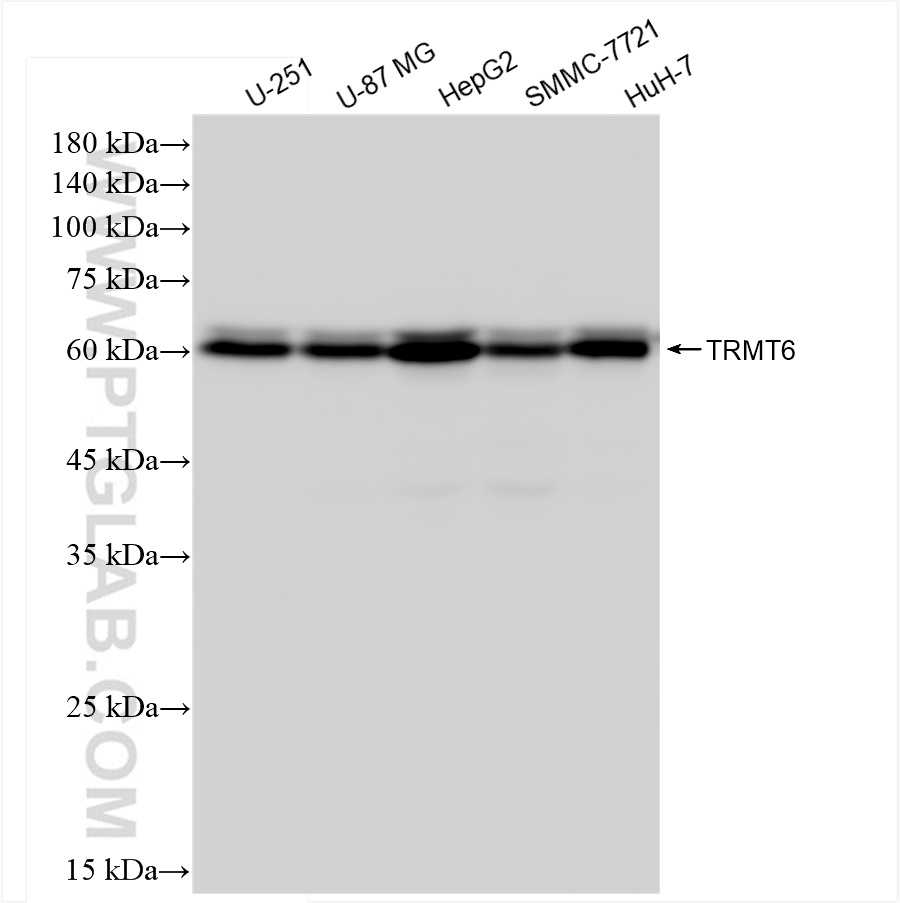 WB analysis using 83843-5-RR