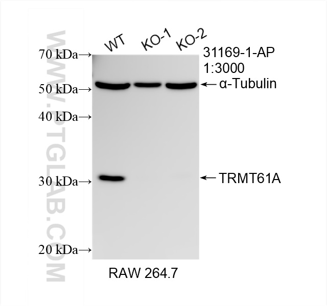 WB analysis of RAW 264.7 using 31169-1-AP