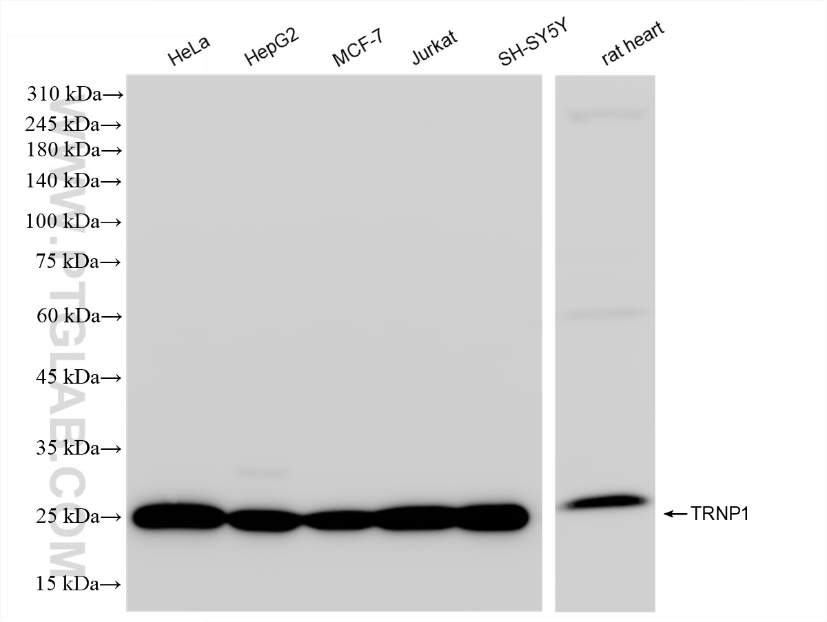 WB analysis using 83410-3-RR (same clone as 83410-3-PBS)