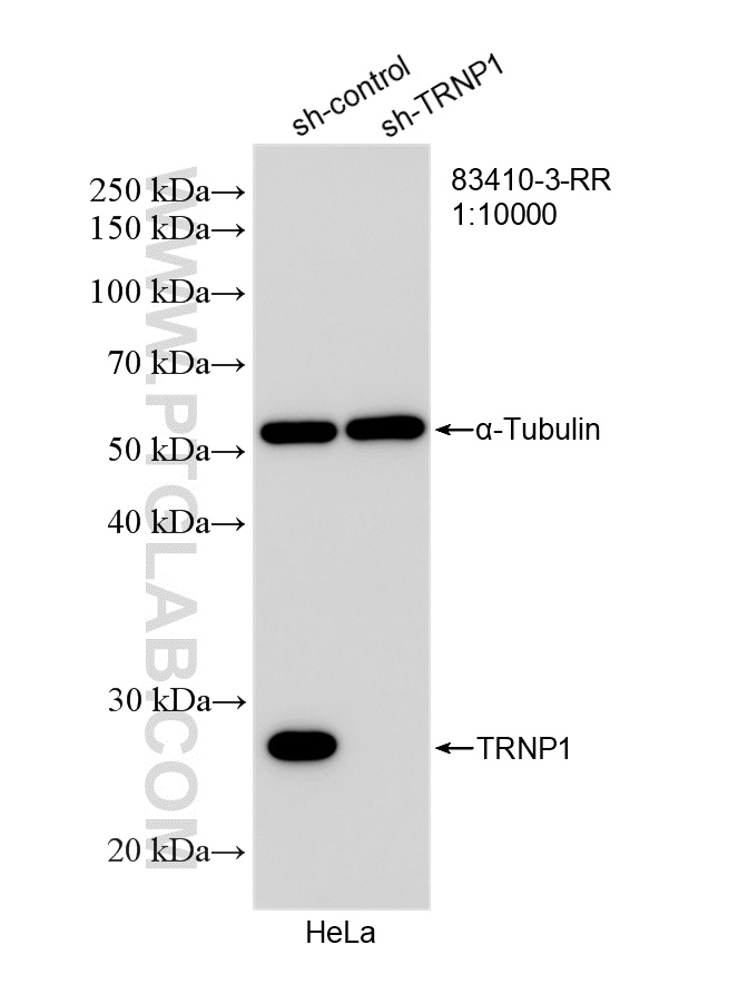WB analysis of HeLa using 83410-3-RR