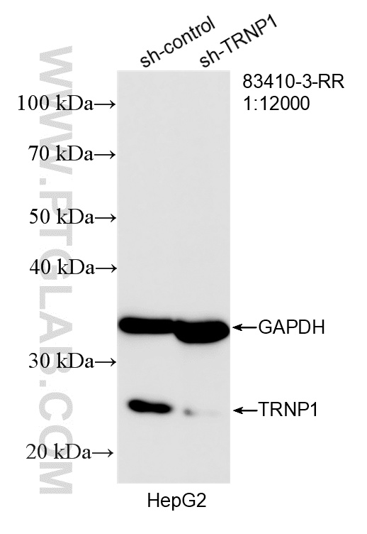 WB analysis of HepG2 using 83410-3-RR WB analysis of HepG2 using 83410-3-RR