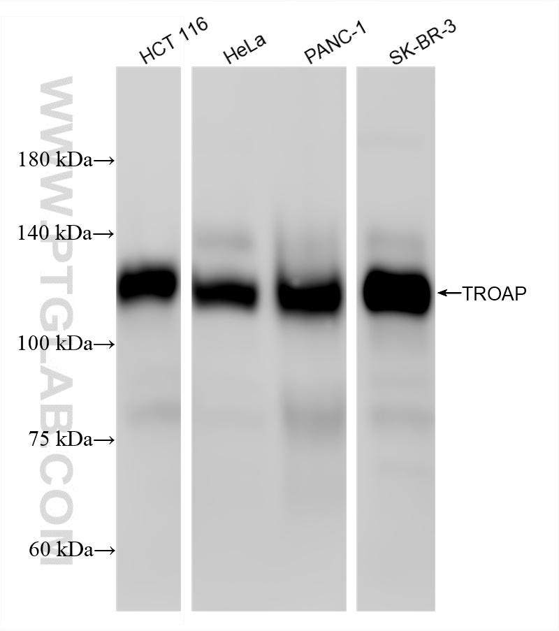 WB analysis using 86735-2-RR (same clone as 86735-2-PBS)
