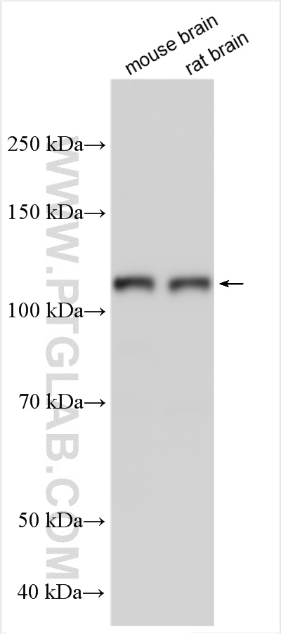 WB analysis using 24727-1-AP