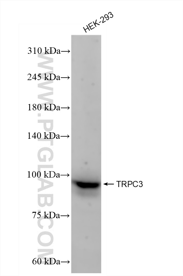 WB analysis of HEK-293 using 84019-5-RR (same clone as 84019-5-PBS)