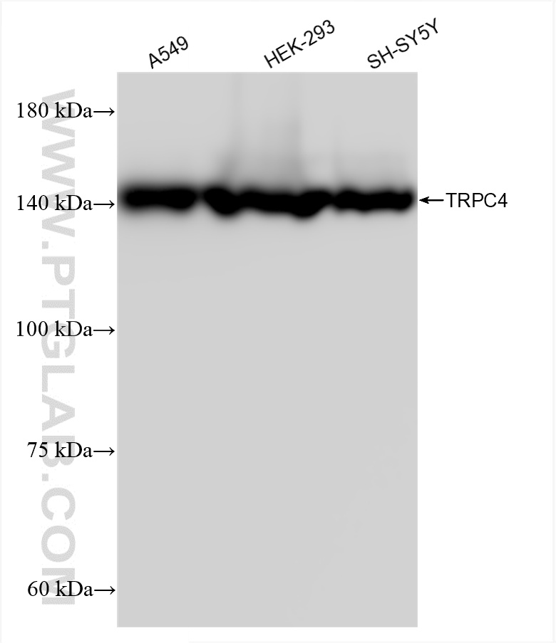WB analysis using 85334-2-RR