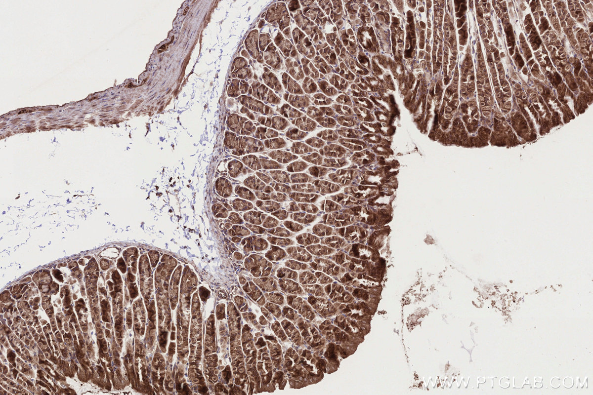 IHC staining of mouse stomach using 29310-1-AP