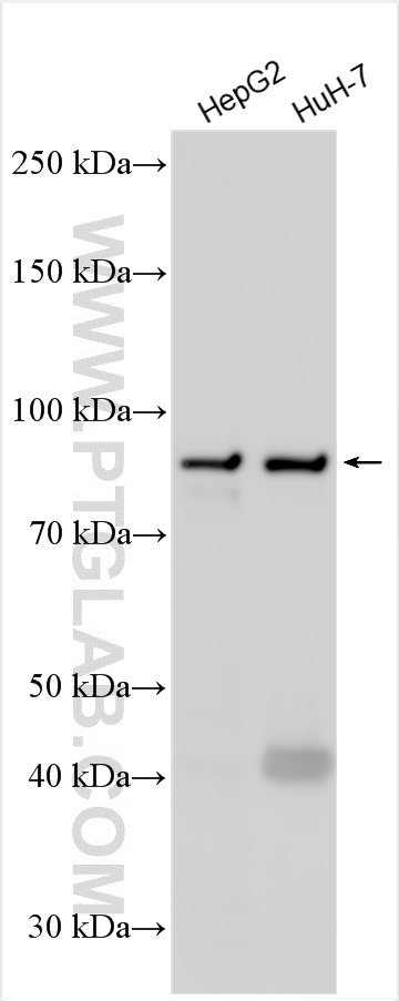 WB analysis using 29310-1-AP