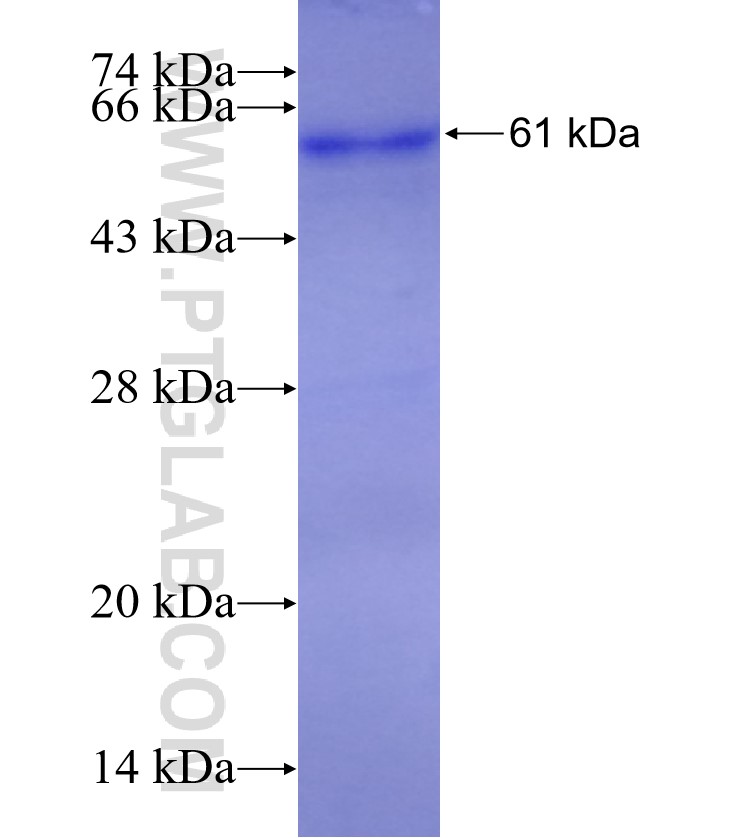TRPC4AP fusion protein Ag3299 SDS-PAGE