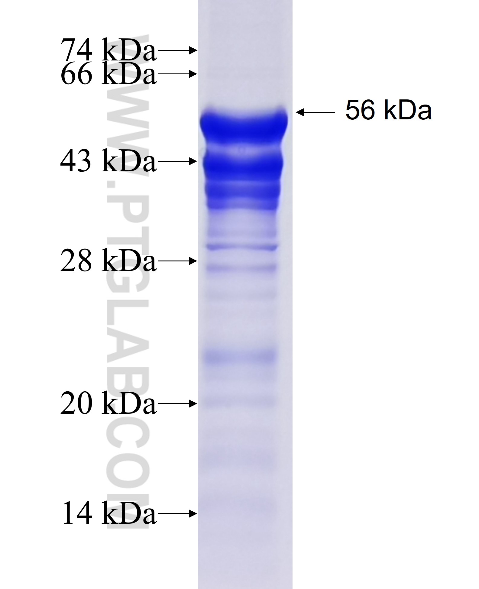 TRPC6 fusion protein Ag13314 SDS-PAGE