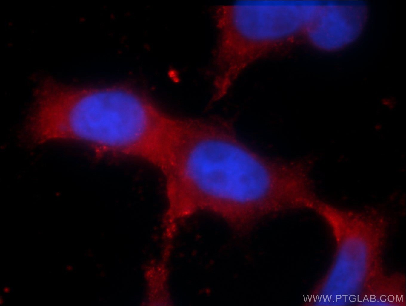 IF Staining of HEK-293 using 55455-1-AP