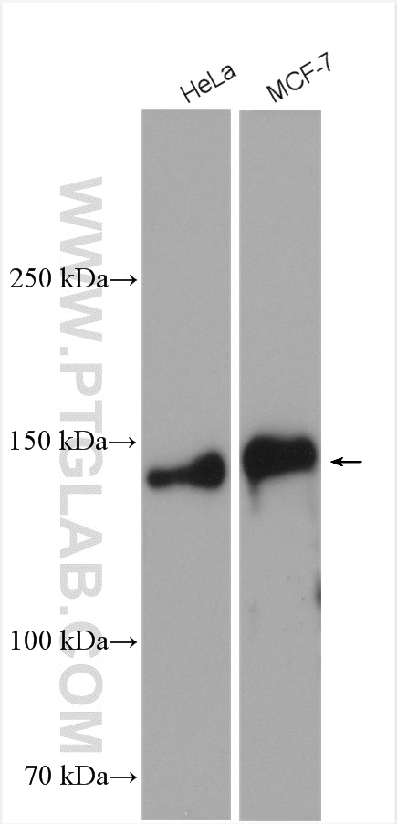 WB analysis using 28753-1-AP