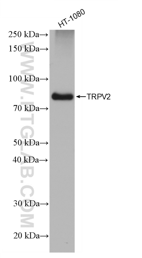 WB analysis of HT-1080 using 83022-1-RR (same clone as 83022-1-PBS)