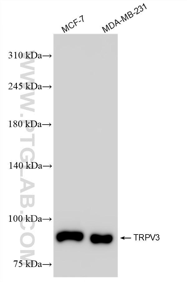 Various lysates were subjected to SDS PAGE followed by western blot with 87098-1-RR (TRPV3 antibody) at dilution of 1:1000 incubated at room temperature for 1.5 hours. WB analysis using 87098-1-RR