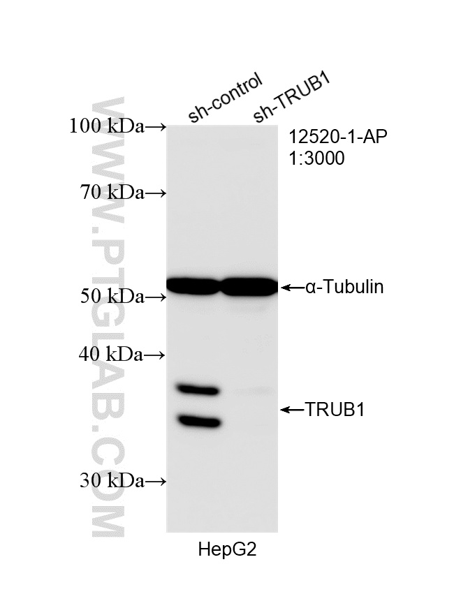 WB analysis of HepG2 using 12520-1-AP
